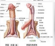 阴茎弯曲